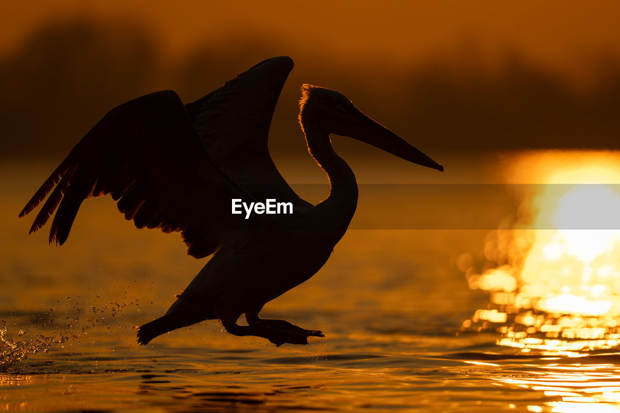 close-up of bird flying over lake during sunset