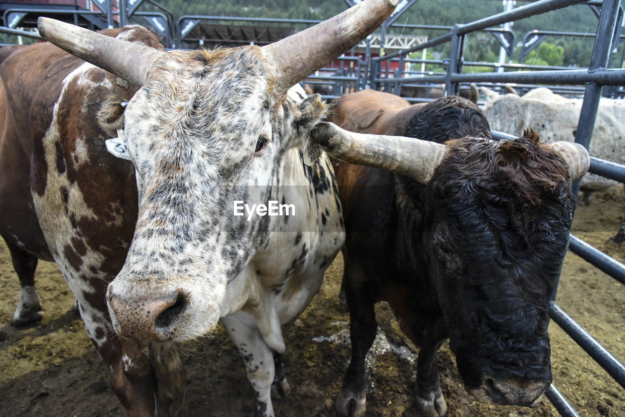 COWS STANDING IN ANIMAL