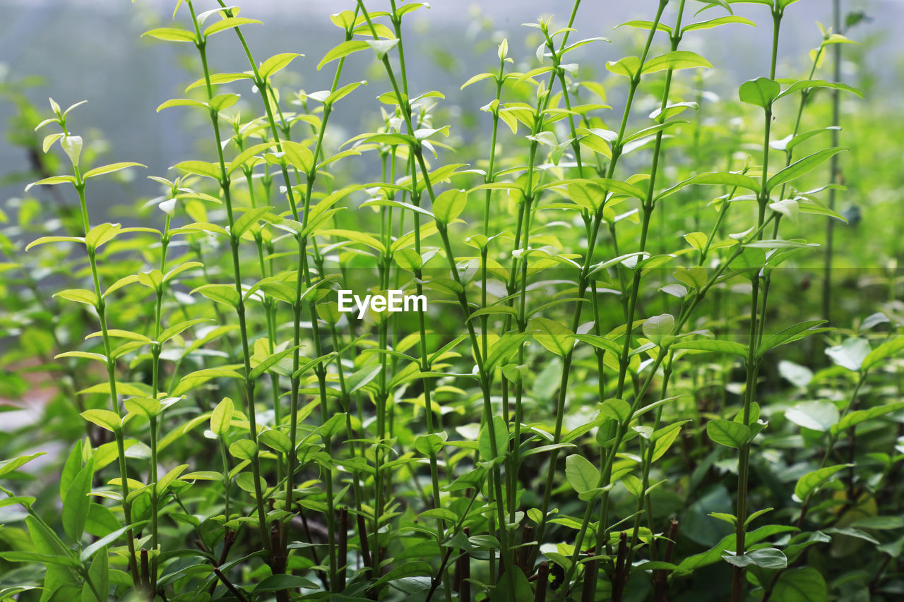 CLOSE-UP OF FRESH GREEN PLANTS IN FIELD