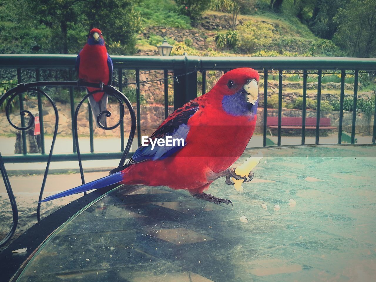 BIRD PERCHING ON RAILING BY MULTI COLORED UMBRELLA