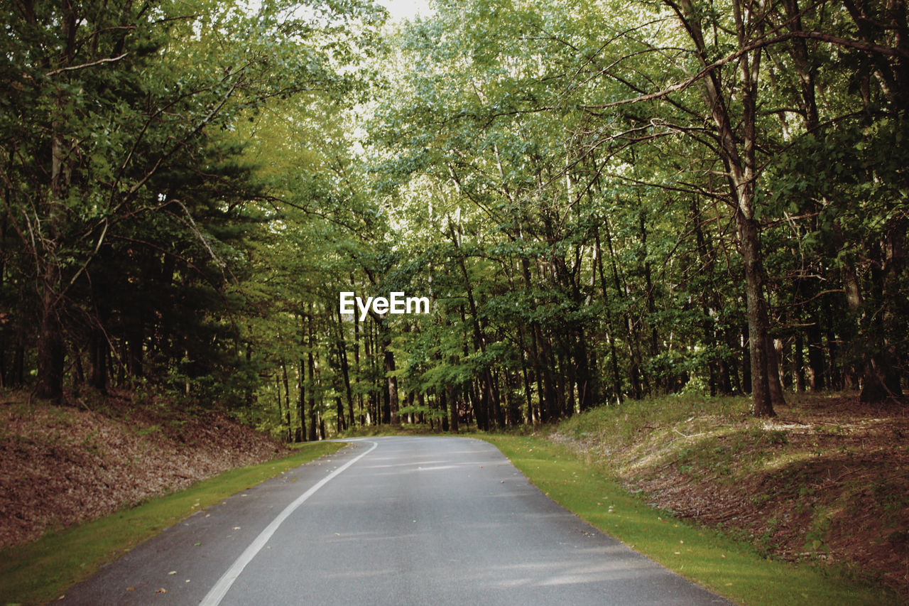 EMPTY ROAD AMIDST TREES