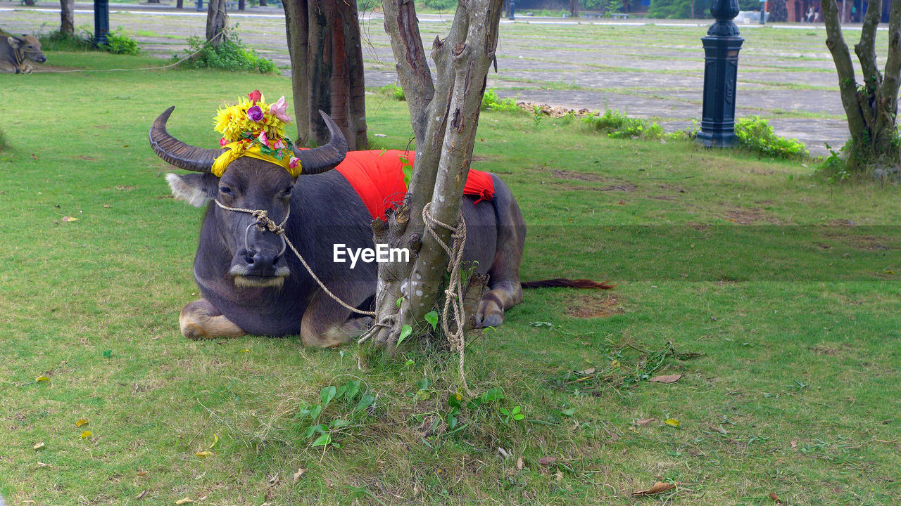 Water buffalo tied up tree on grass