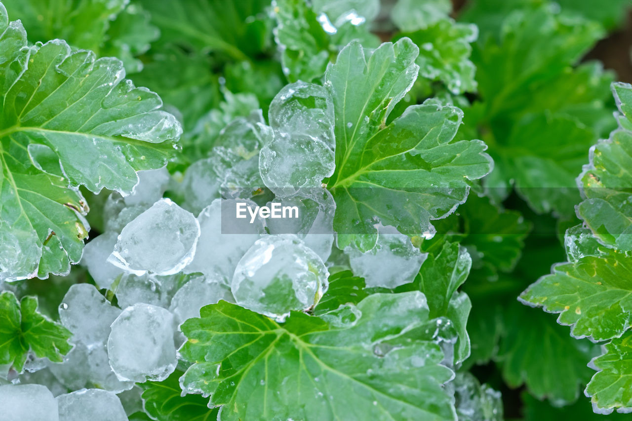 leaf, plant part, food and drink, freshness, green, nature, food, water, plant, drop, healthy eating, vegetable, growth, wet, close-up, produce, no people, beauty in nature, agriculture, flower, outdoors, leaf vegetable, wellbeing, dew, backgrounds, refreshment, full frame, day, cold temperature, environment, garden, summer, land