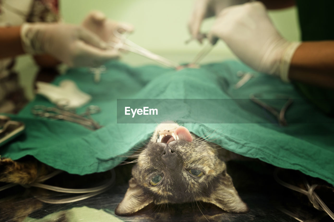 Cat in a veterinary surgery