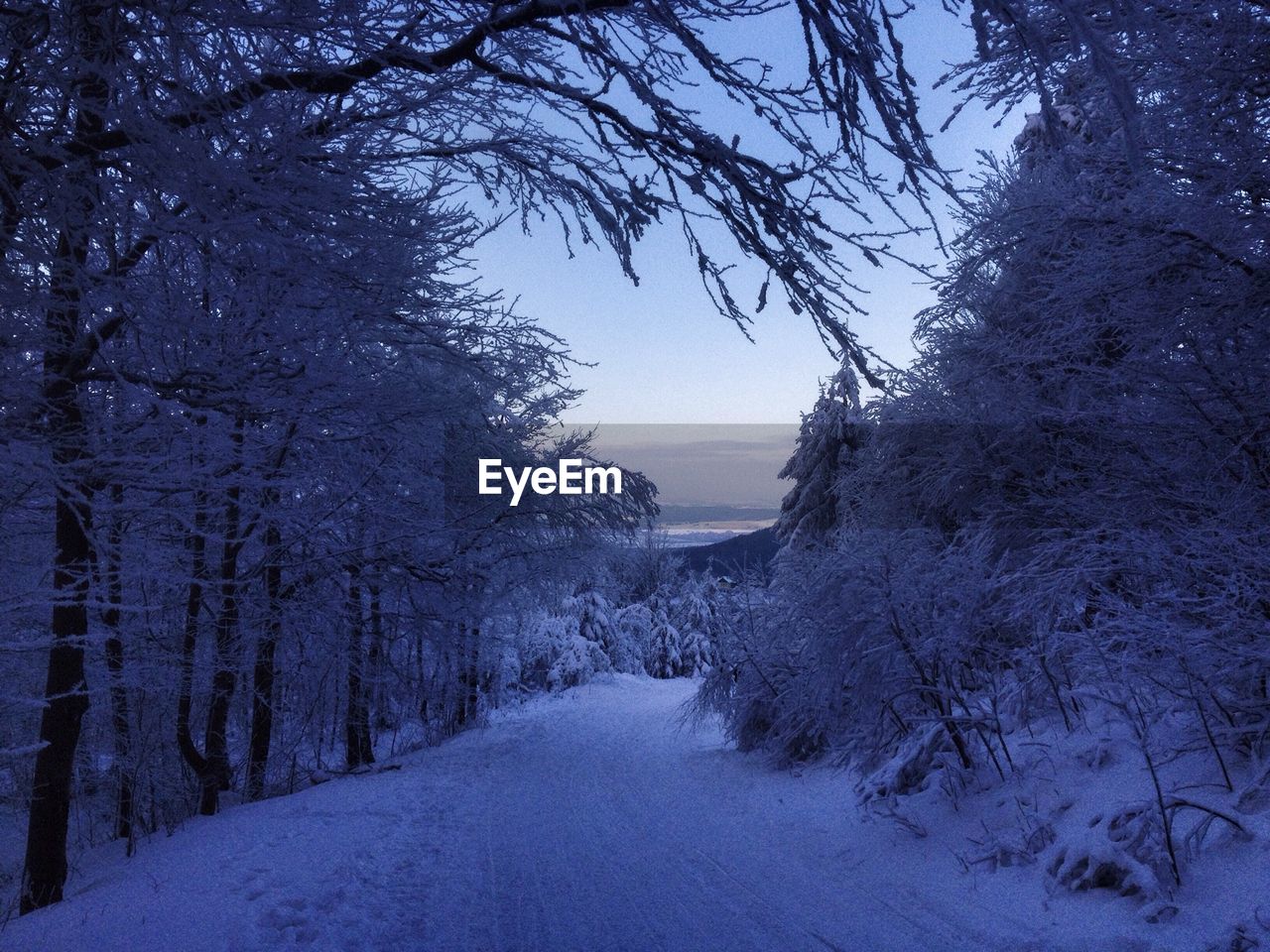 Snow covered road along trees