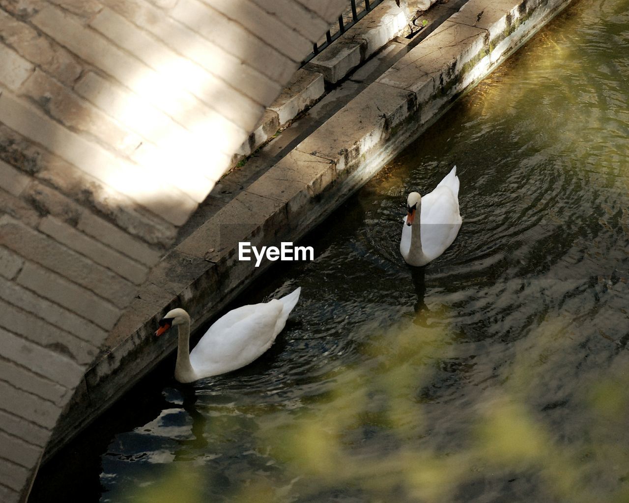 White swans floating on pond water