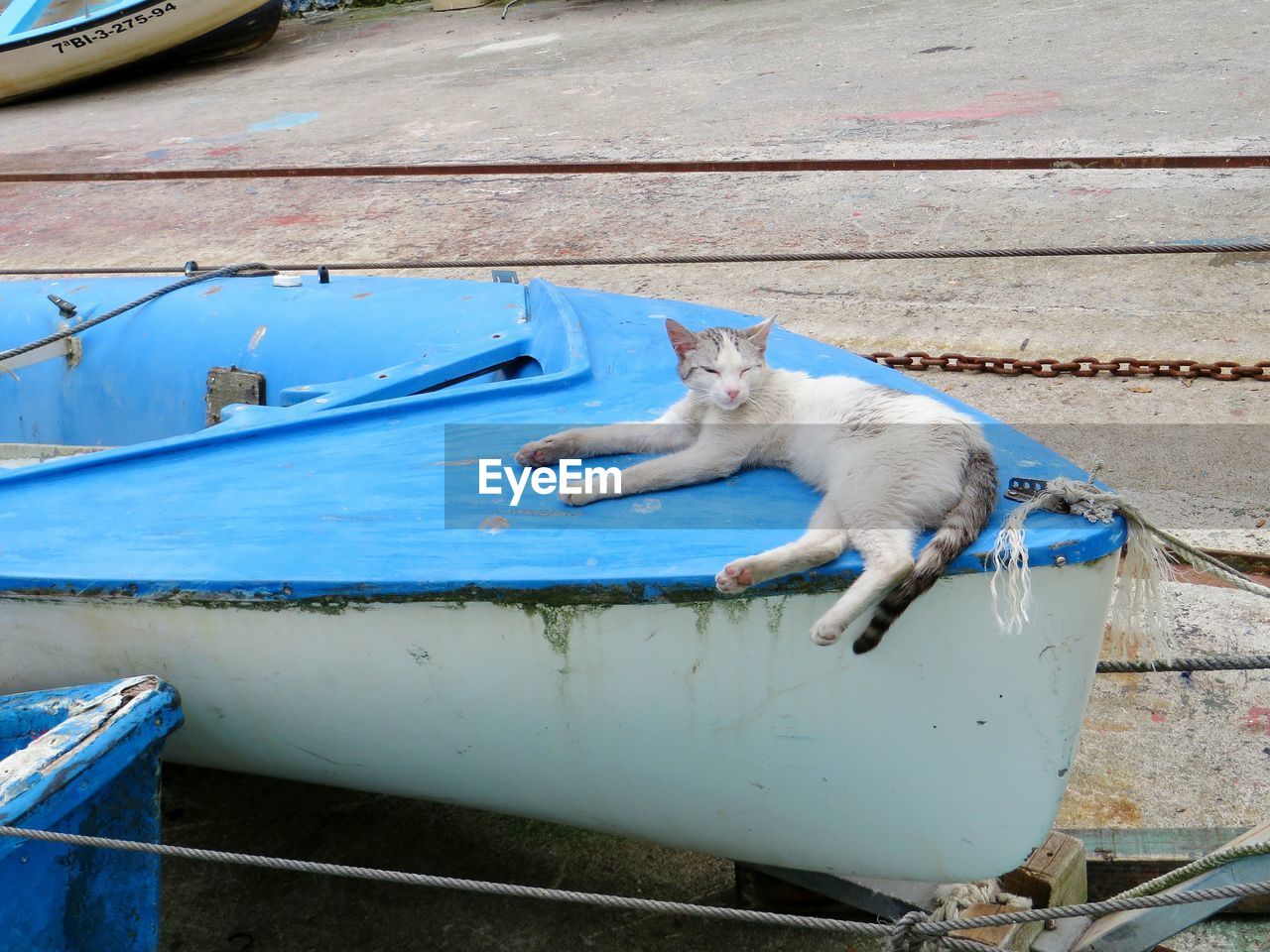 Cat resting on boat