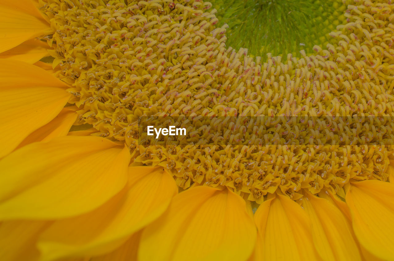 CLOSE UP OF YELLOW FLOWER