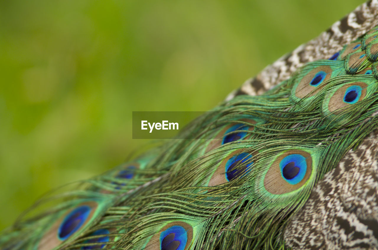 CLOSE-UP OF PEACOCK FEATHER ON GREEN LEAF