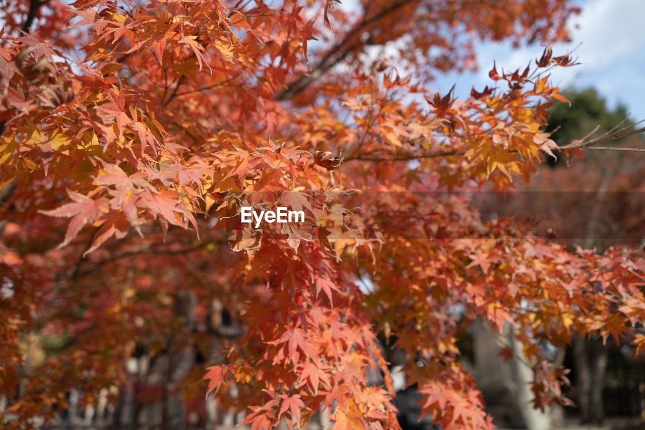 Close-up of maple leaves on tree