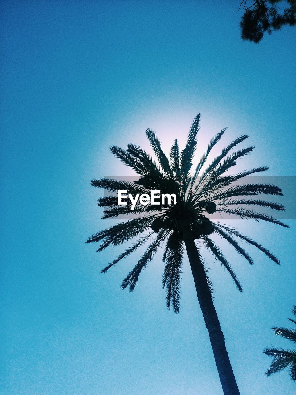 LOW ANGLE VIEW OF PALM TREES AGAINST CLEAR BLUE SKY