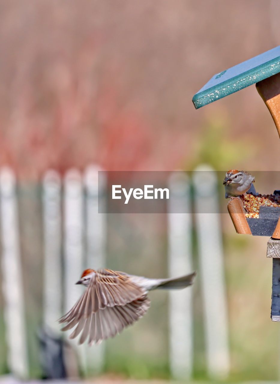 Close-up of birds flying