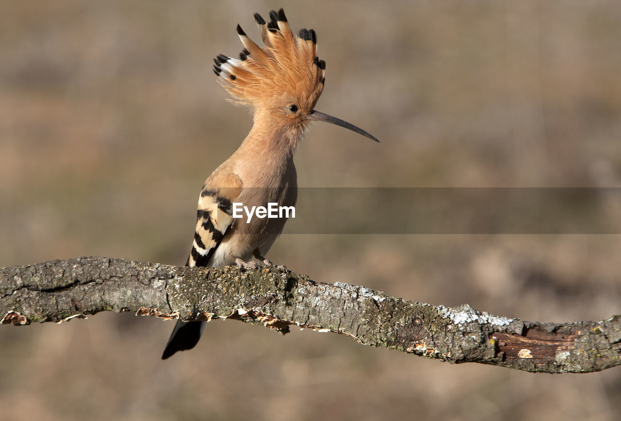 BIRD PERCHING ON A BRANCH