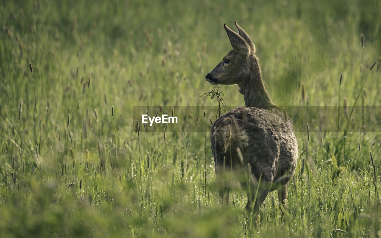 Deer in a field