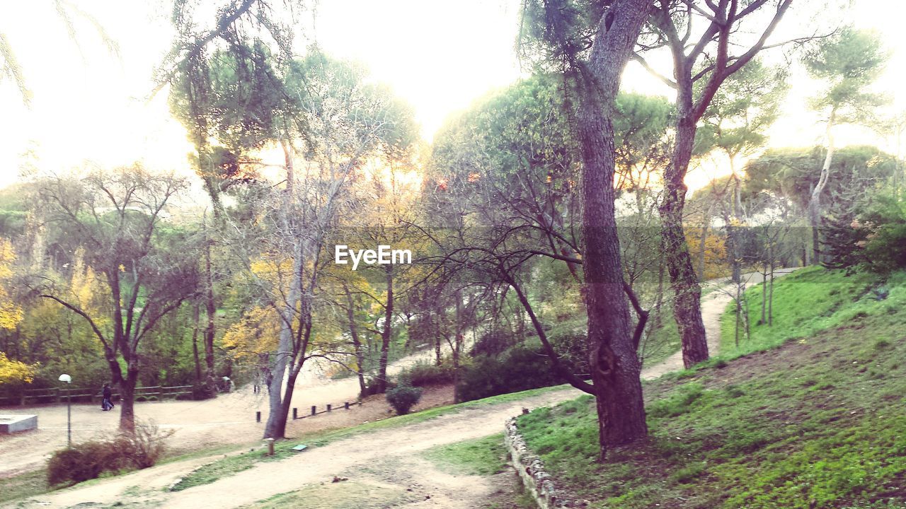 TREES GROWING IN THE SUNLIGHT