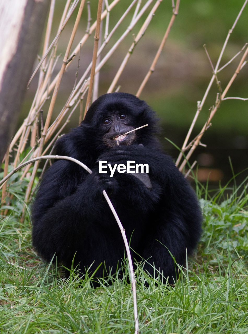 Portrait of black monkey sitting on grass