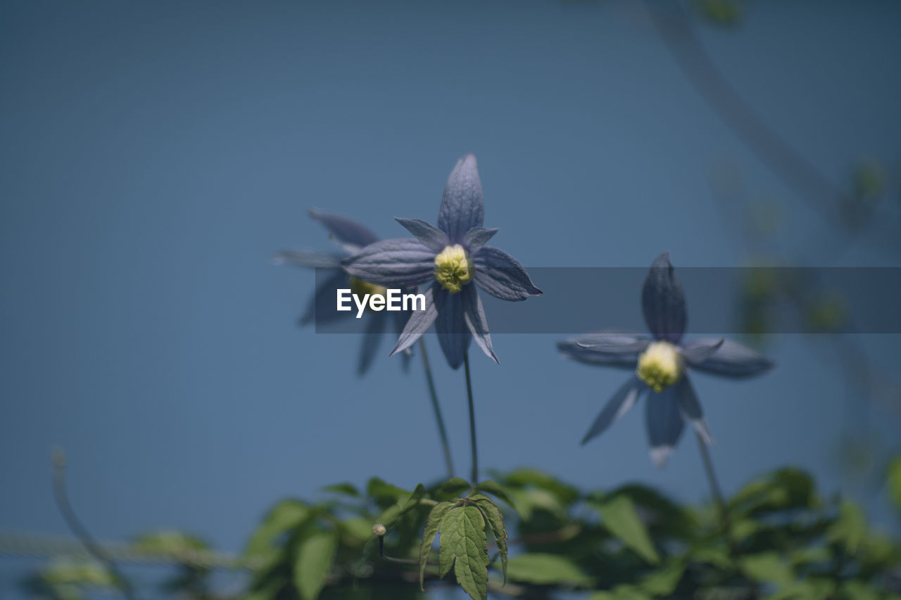 plant, flower, flowering plant, freshness, beauty in nature, growth, nature, fragility, macro photography, close-up, flower head, petal, no people, inflorescence, yellow, blue, focus on foreground, blossom, sky, wildflower, outdoors, day, green, botany, leaf, plant part