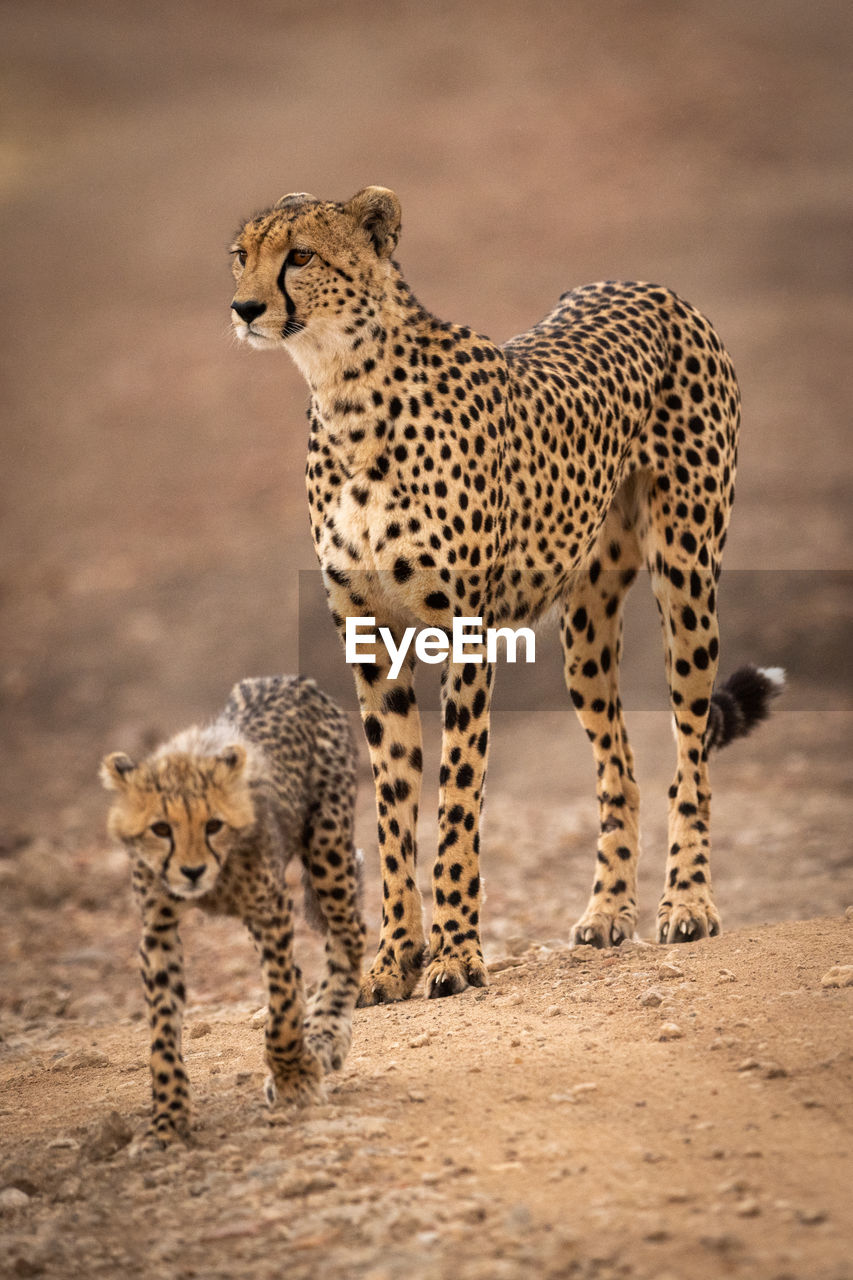 Cheetah family on field 