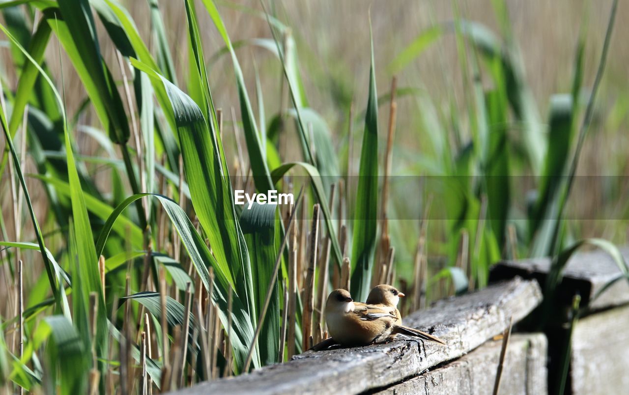 Two bearded reedling chicsks out of their nest for the first time. amager nature protection area.