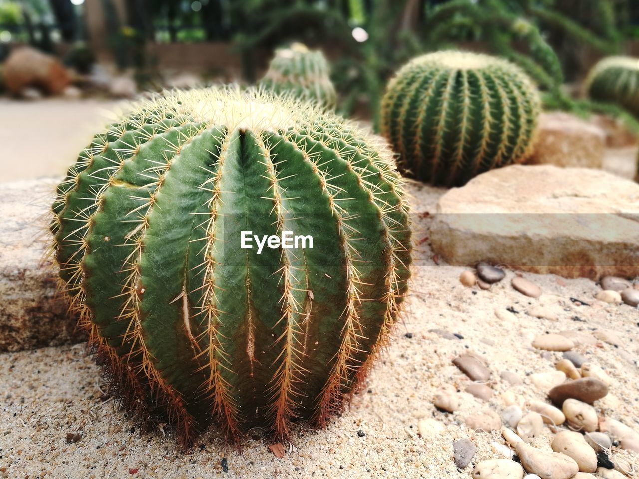 Cactus. tropical dome 