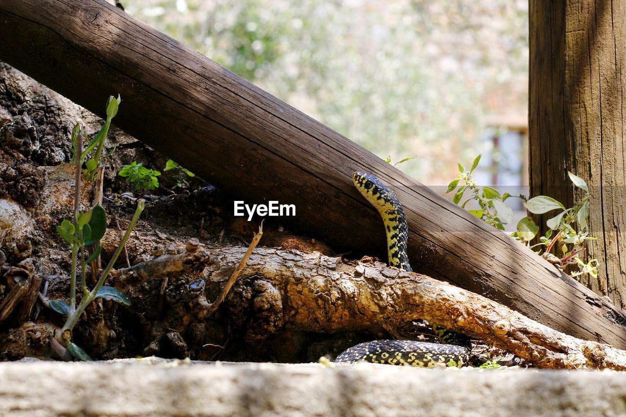 Snake on field