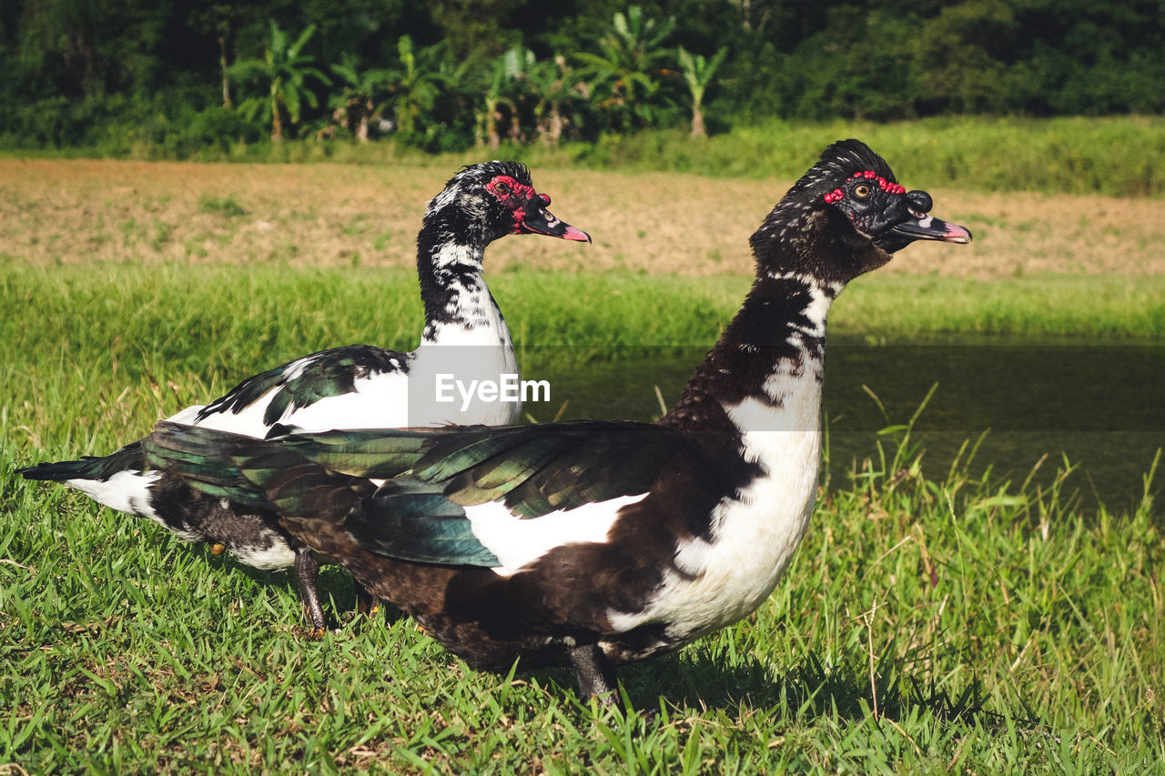 Side view of muscovy ducks on grassy field by lake