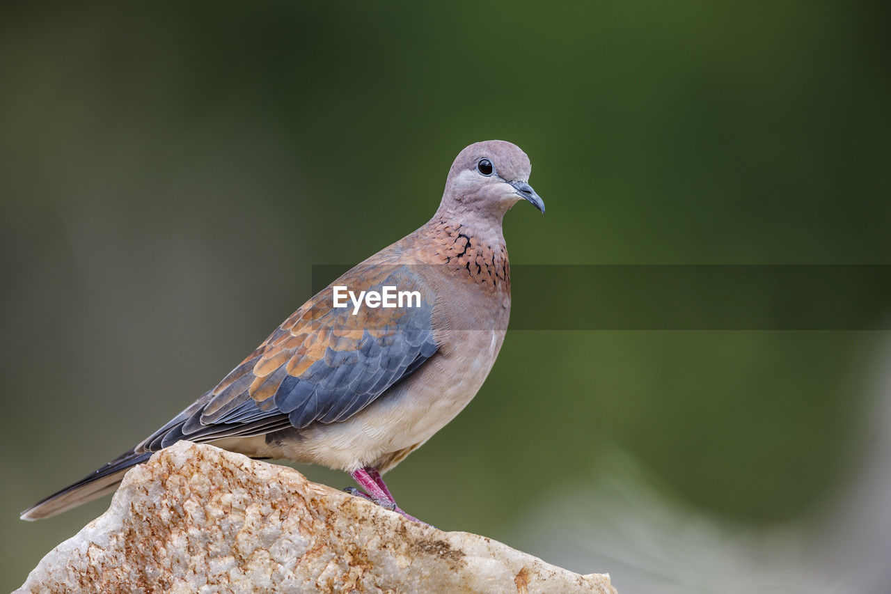 bird, animal themes, animal, animal wildlife, wildlife, one animal, beak, nature, perching, close-up, stock dove, full length, focus on foreground, beauty in nature, songbird, side view, multi colored, no people, dove - bird, sunbeam, outdoors, sitting, environment, portrait, day, green background, pattern, copy space, outdoor pursuit, selective focus, colored background, pigeons and doves, surface level, tranquility, branch, wood