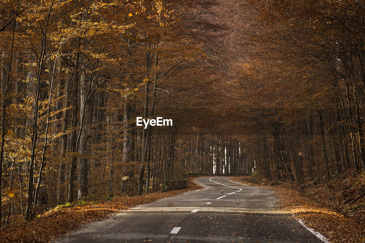 Road amidst trees in forest during autumn