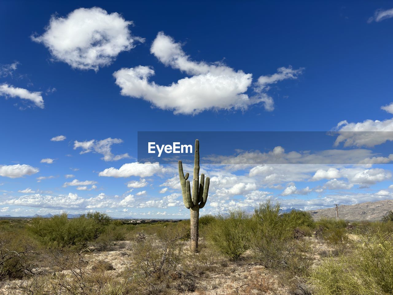 sky, cloud, plant, nature, landscape, environment, cactus, succulent plant, scenics - nature, land, blue, desert, no people, saguaro cactus, beauty in nature, day, semi-arid, grass, mountain, tranquility, tree, non-urban scene, outdoors, tranquil scene, flower, prairie, growth, arid climate, wilderness, climate, horizon, wind, travel