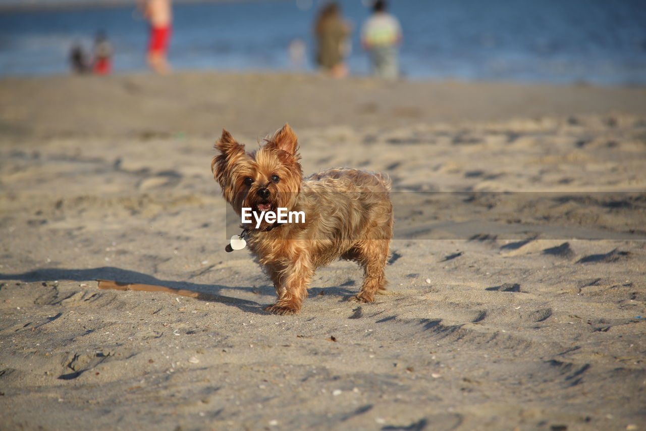 Cute dog on beach