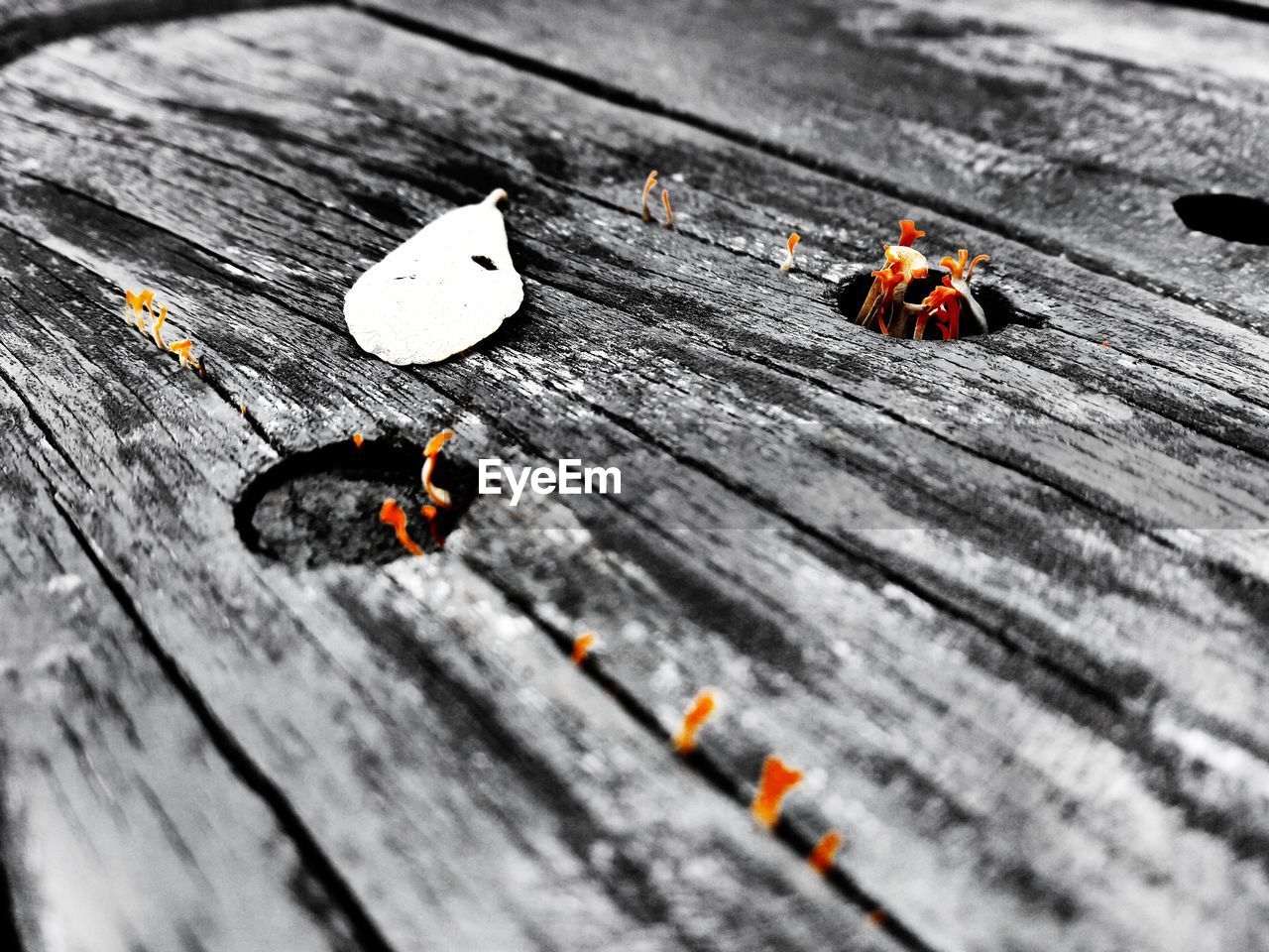 HIGH ANGLE VIEW OF SNAKE ON WOOD