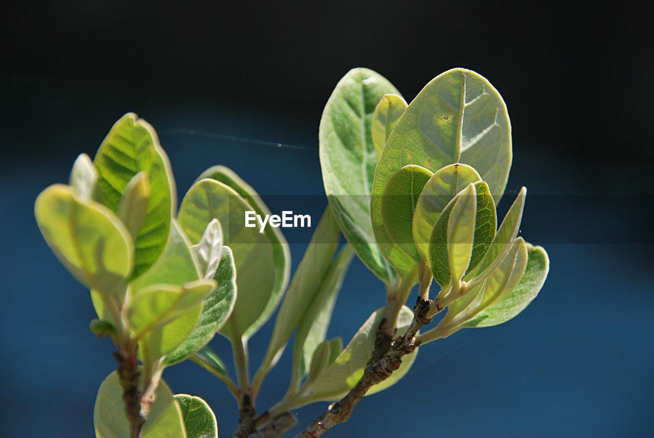 Close-up of flower buds growing outdoors