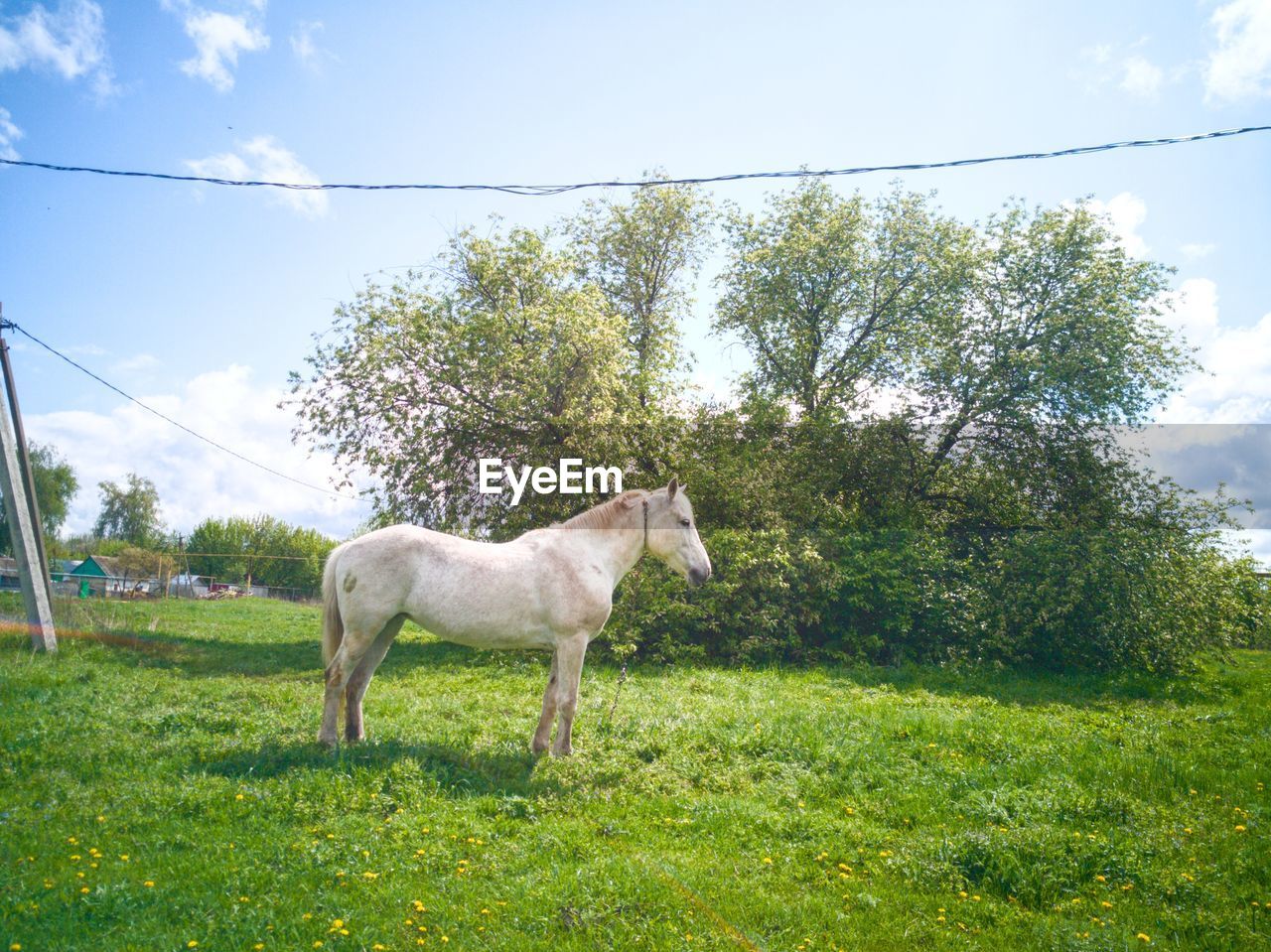 Horse standing in a field