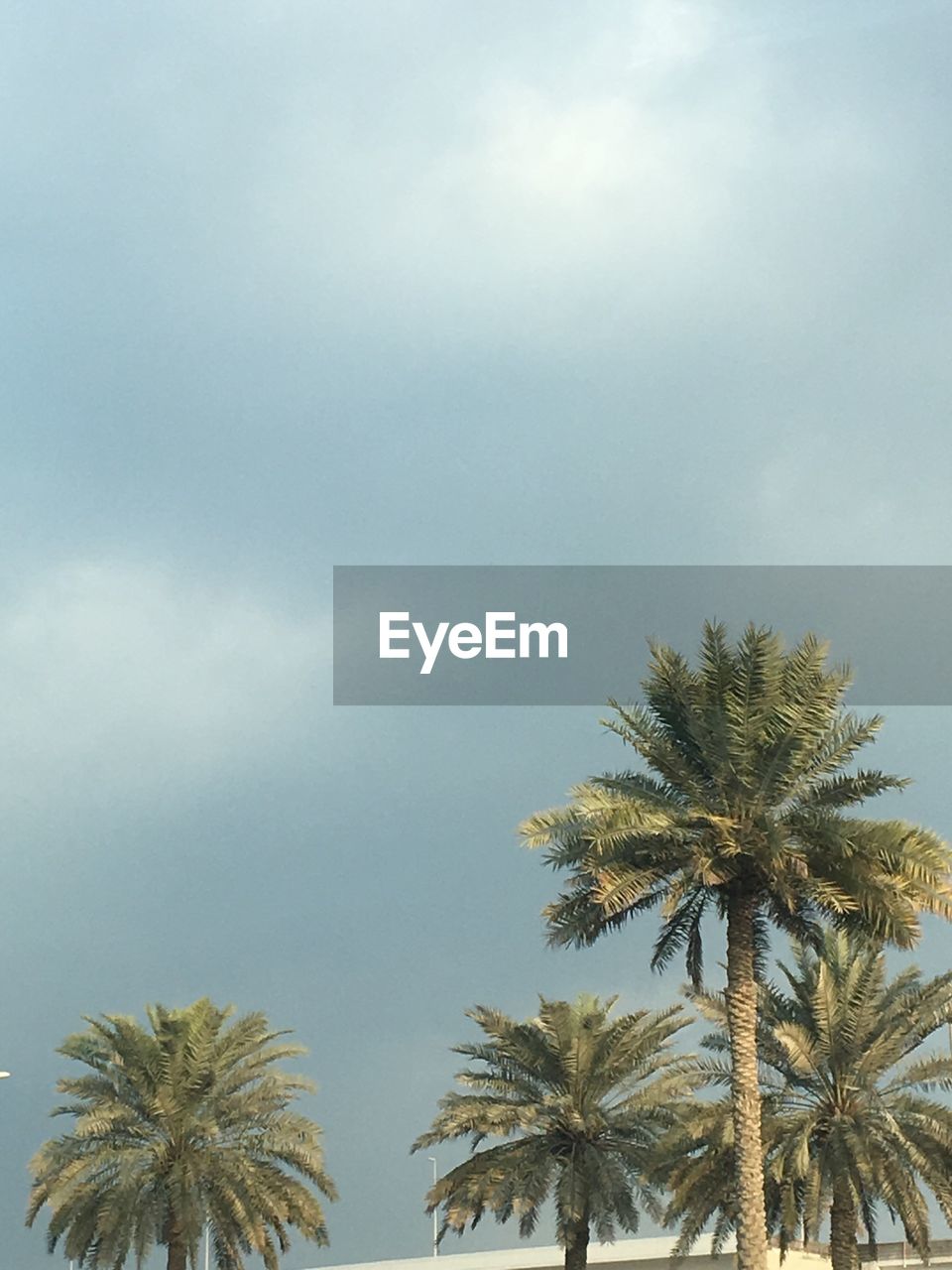 PALM TREES AGAINST SKY