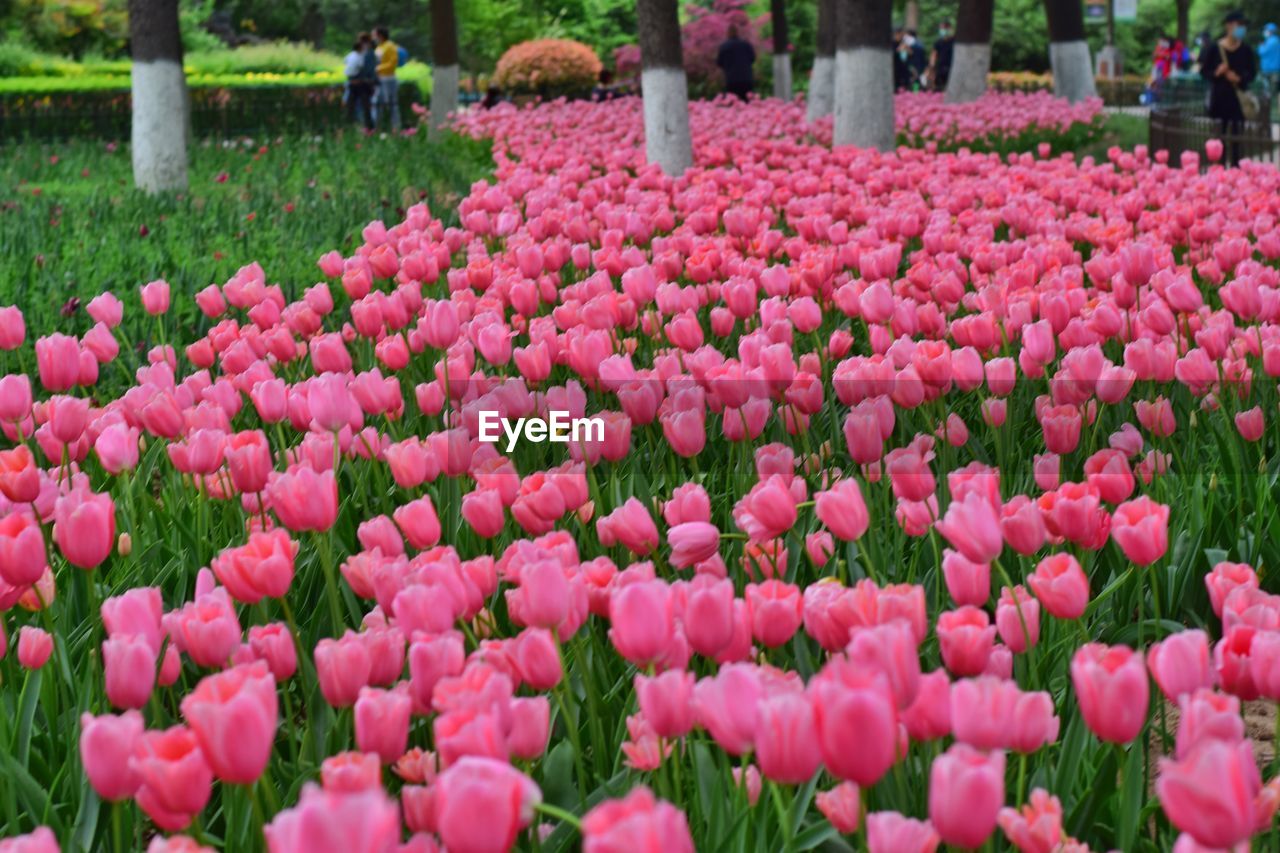 CLOSE-UP OF PINK TULIPS IN GARDEN