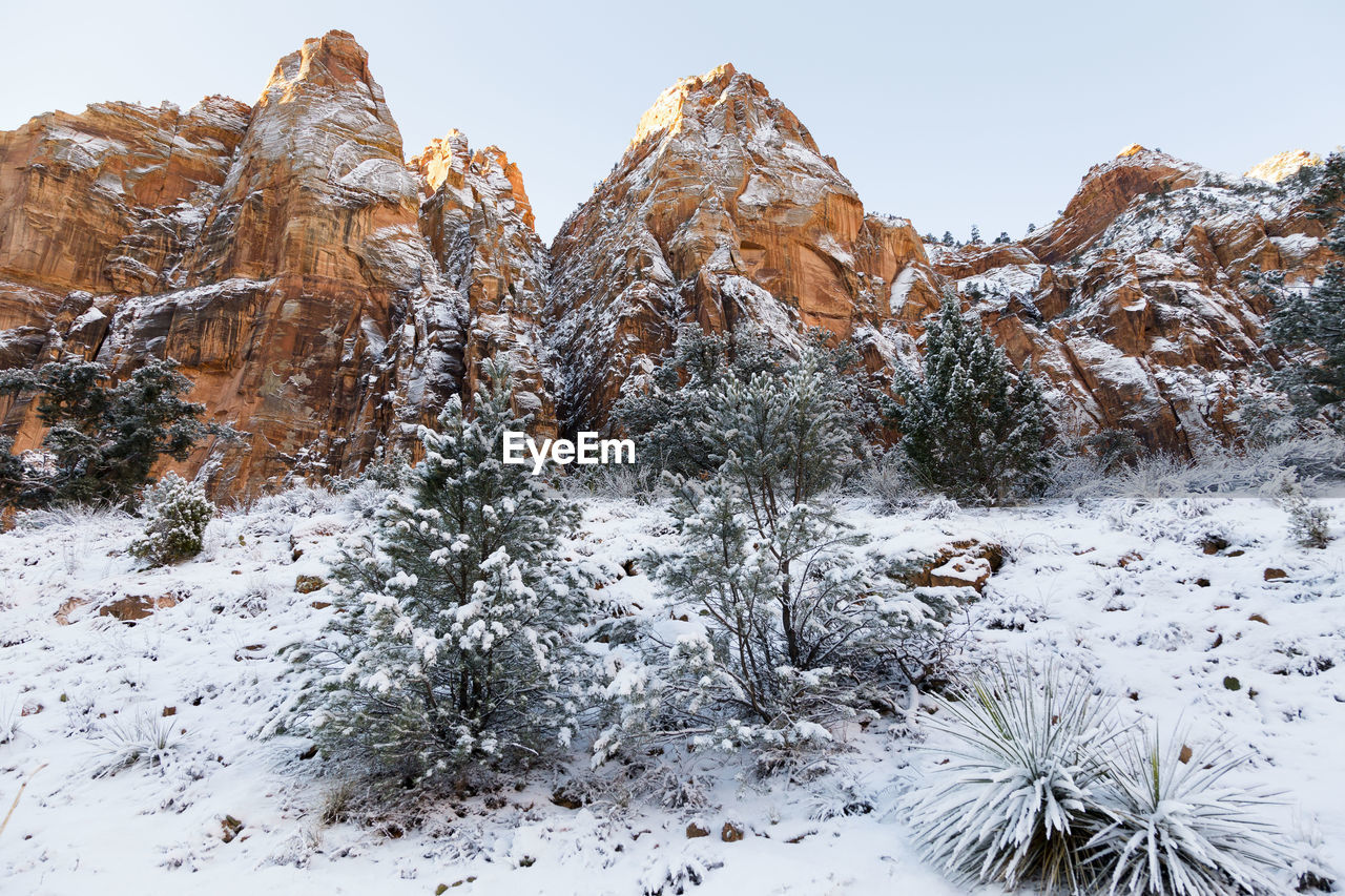 Snow covered plants against rock formations