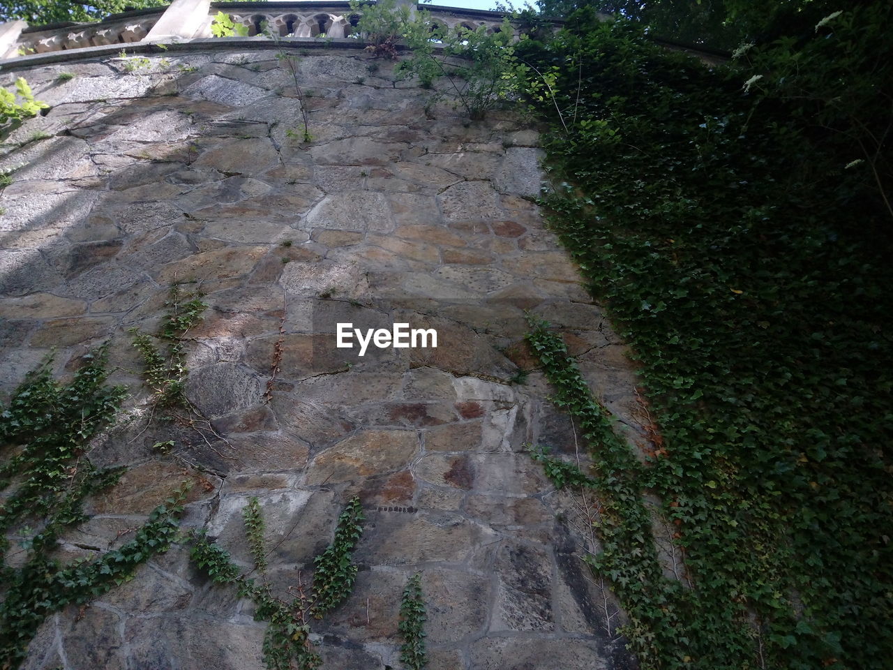 CLOSE-UP VIEW OF TREE TRUNK