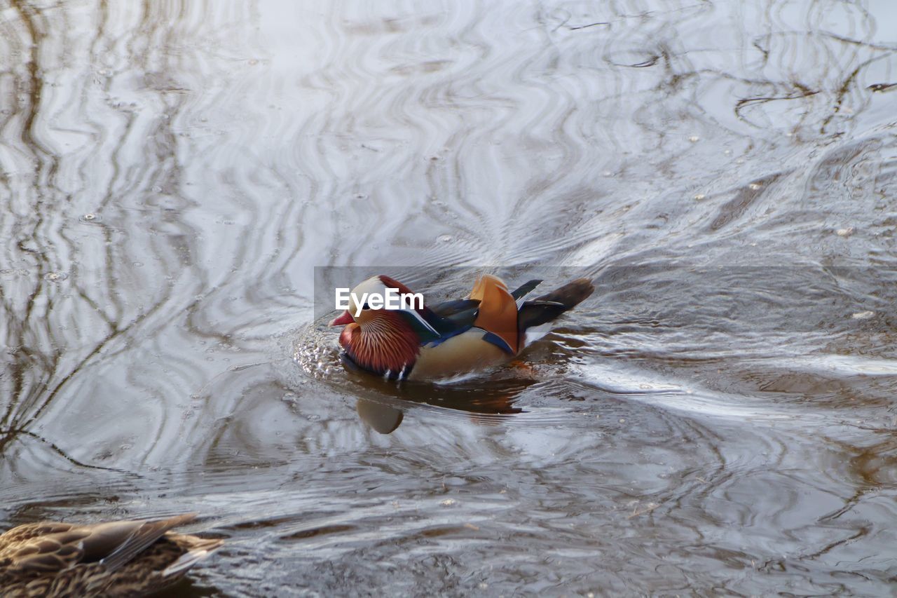 High angle view of duck swimming in lake