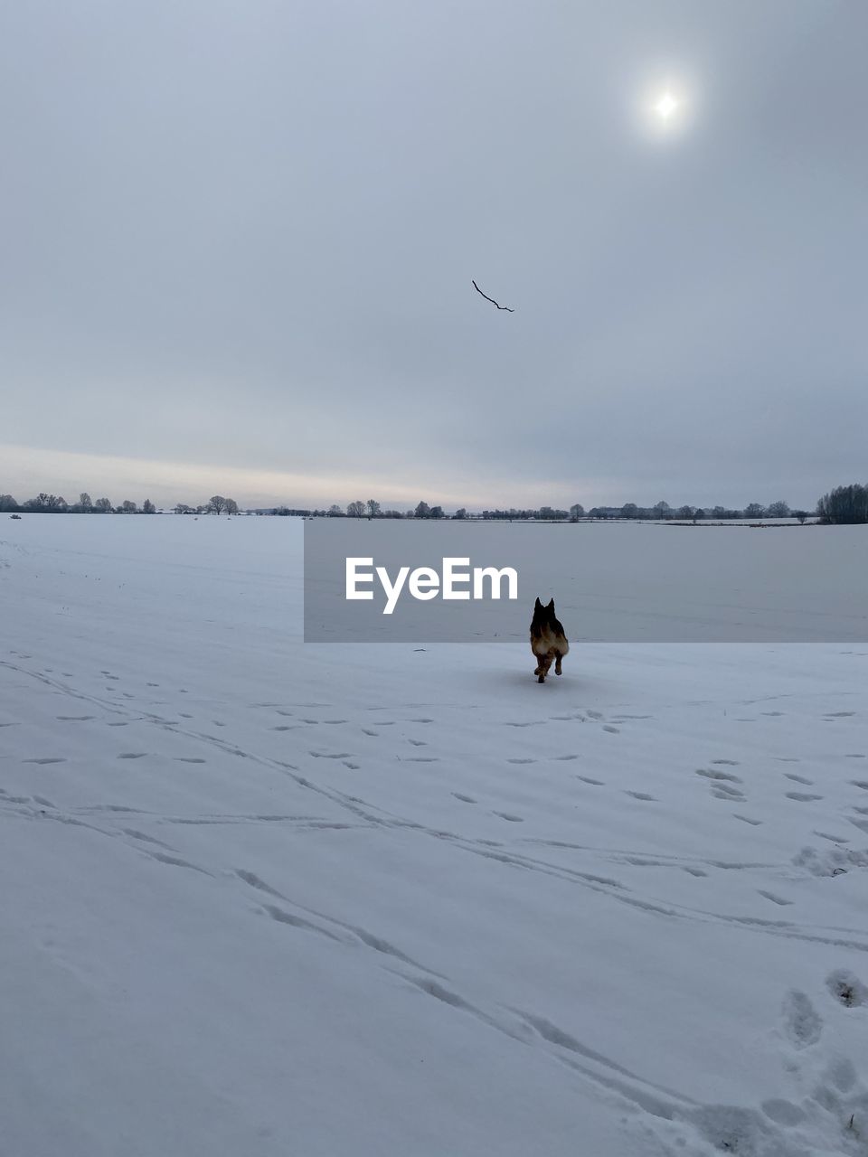 View of a dog in water against sky