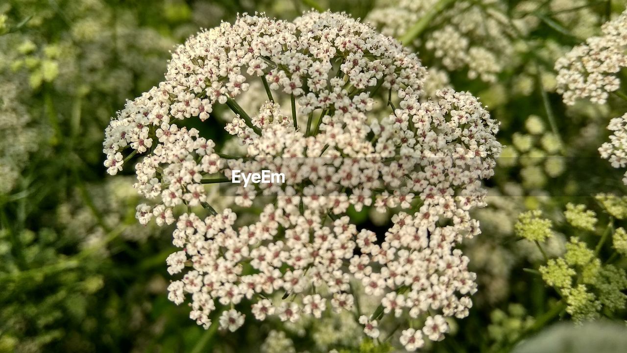 Close-up of white flowering plants on field