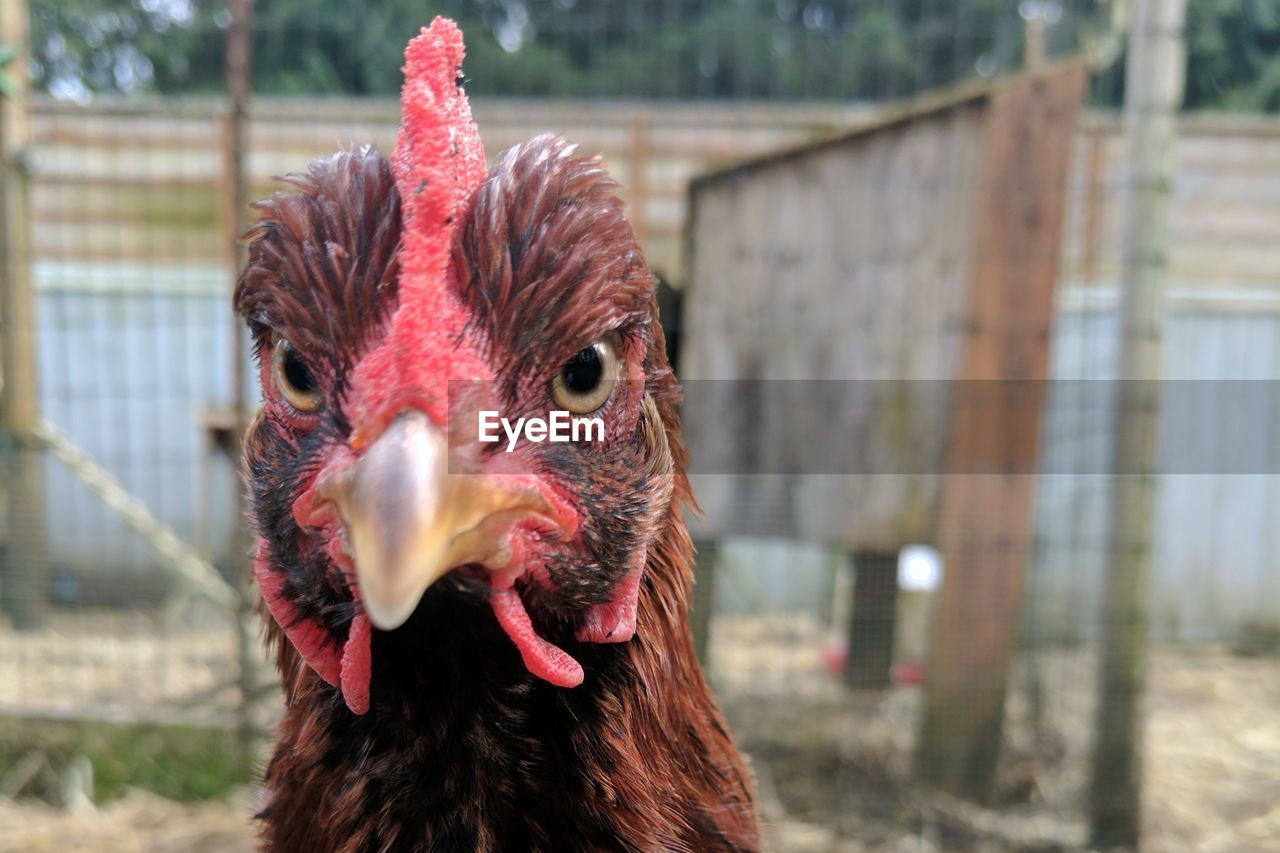 CLOSE-UP PORTRAIT OF ROOSTER