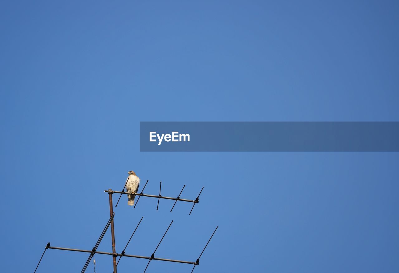 LOW ANGLE VIEW OF SEAGULL PERCHING ON POWER LINE AGAINST CLEAR SKY