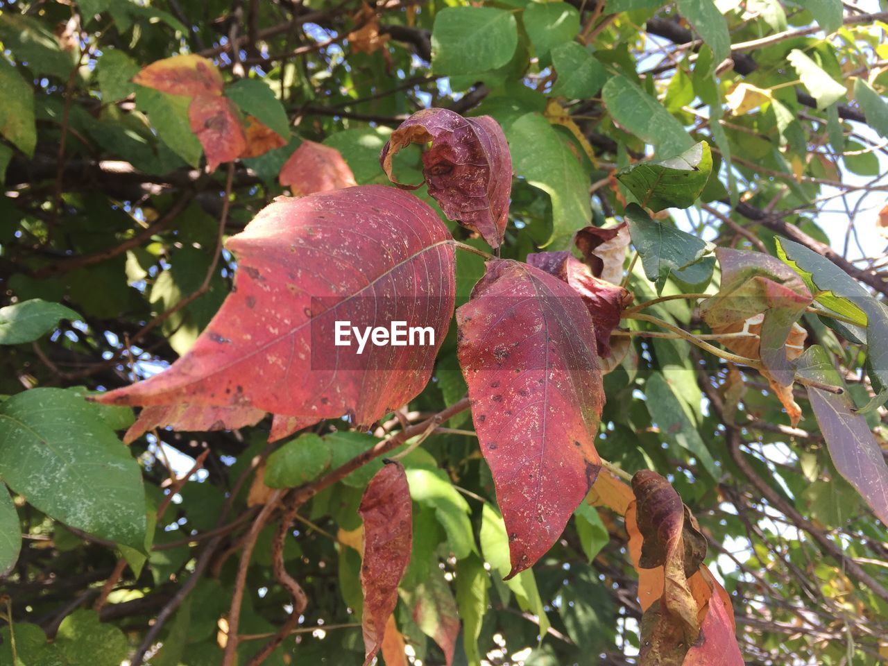 LEAVES ON LEAVES