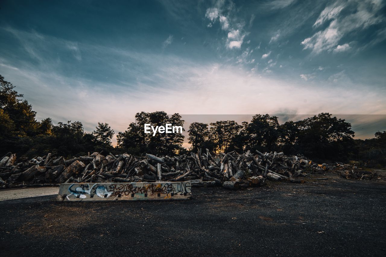 TREES AGAINST SKY