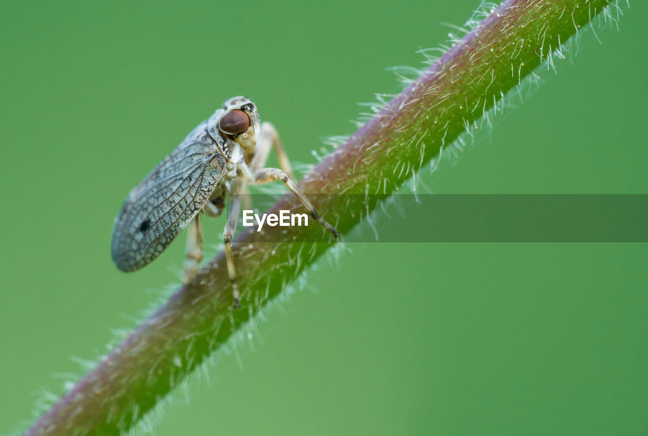 CLOSE-UP OF GRASSHOPPER ON LEAF