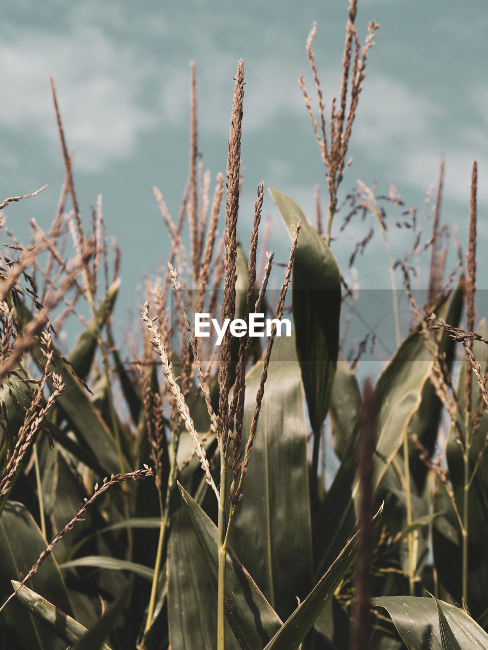CLOSE-UP OF SUCCULENT PLANT GROWING ON FIELD