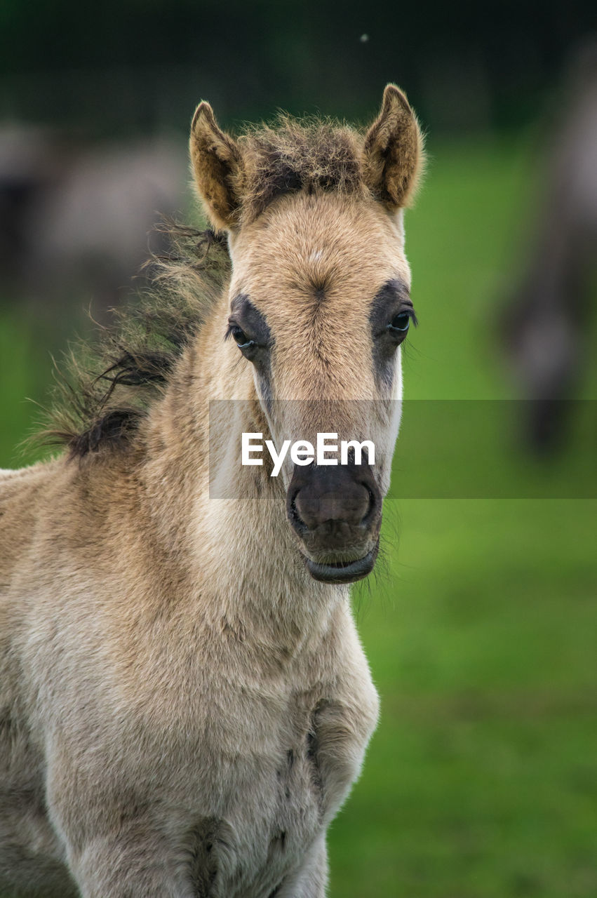 CLOSE-UP PORTRAIT OF A HORSE