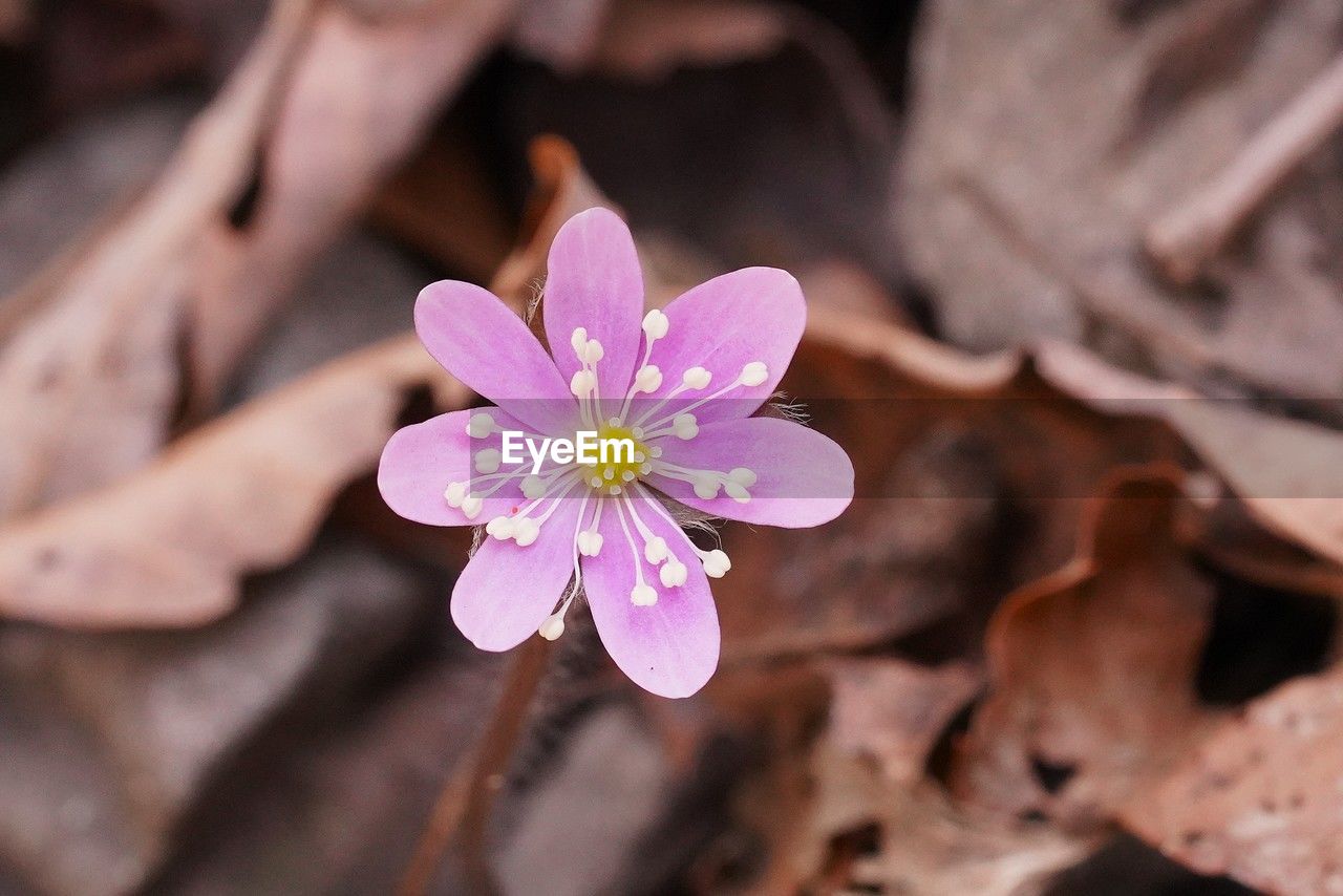 flower, flowering plant, plant, beauty in nature, freshness, close-up, nature, petal, pink, fragility, macro photography, flower head, inflorescence, spring, pollen, growth, blossom, outdoors, botany, leaf, springtime, focus on foreground, no people, day, environment, selective focus