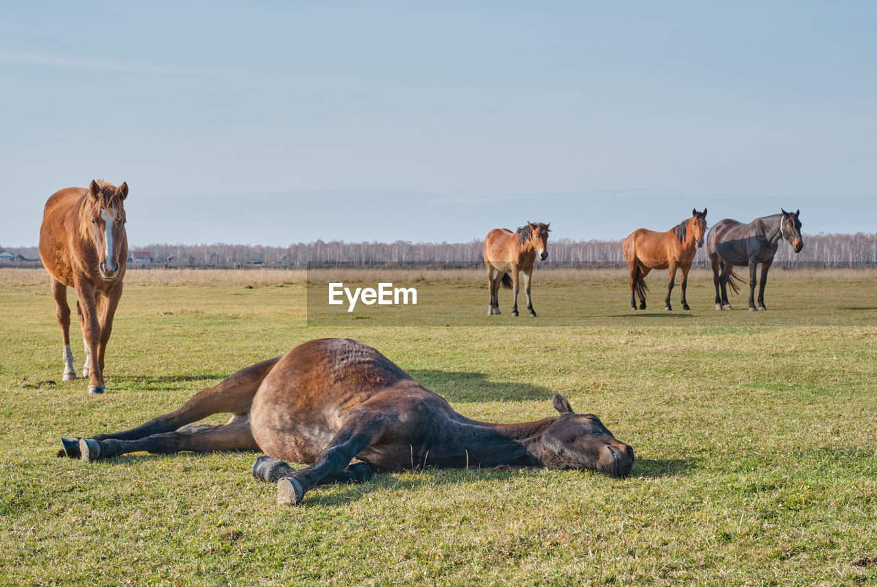 Brown horse sleeps peacefully  lying on grass and snores. herd of horses grazes in pasture