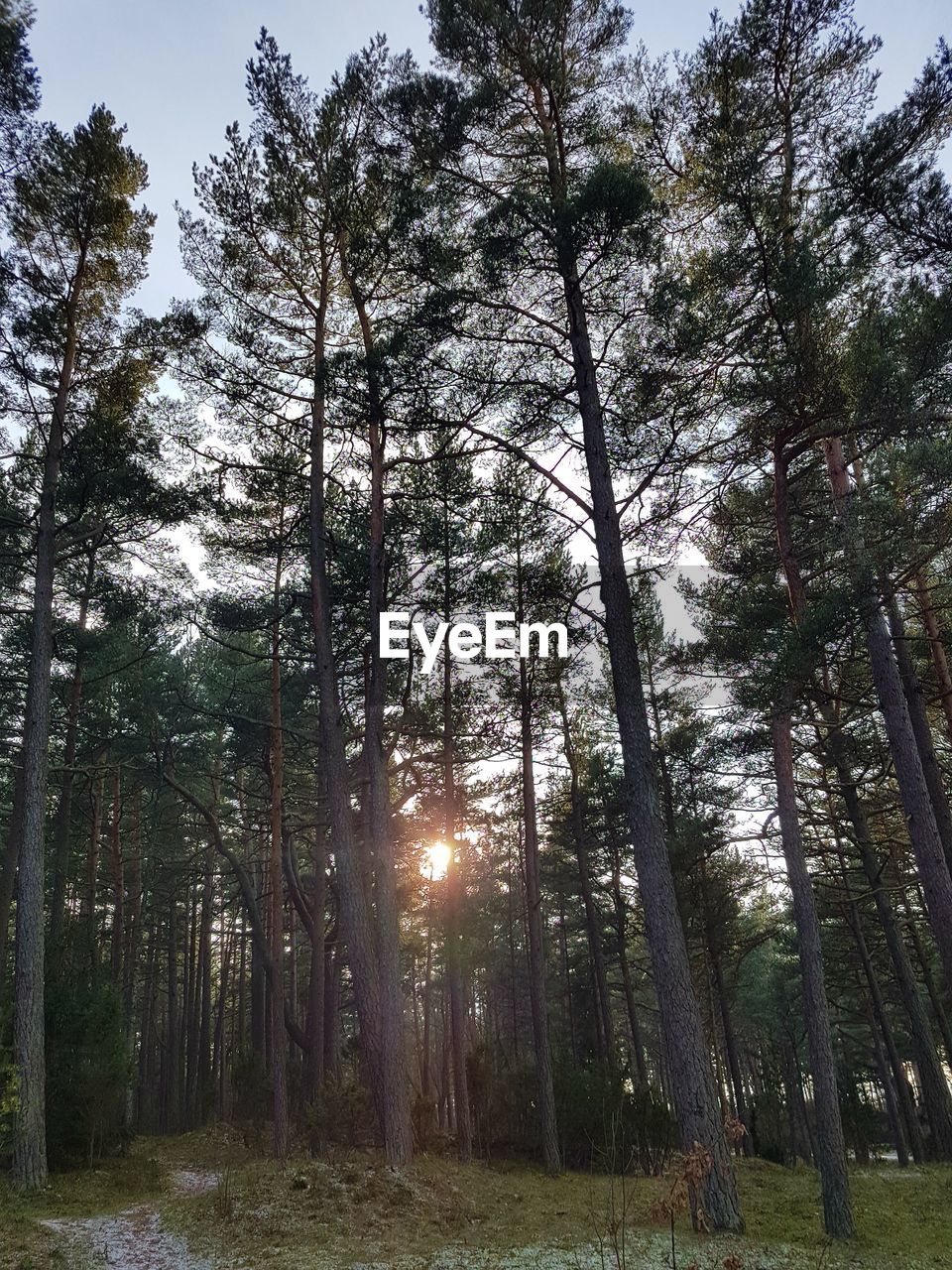 TREES IN PARK AGAINST SKY